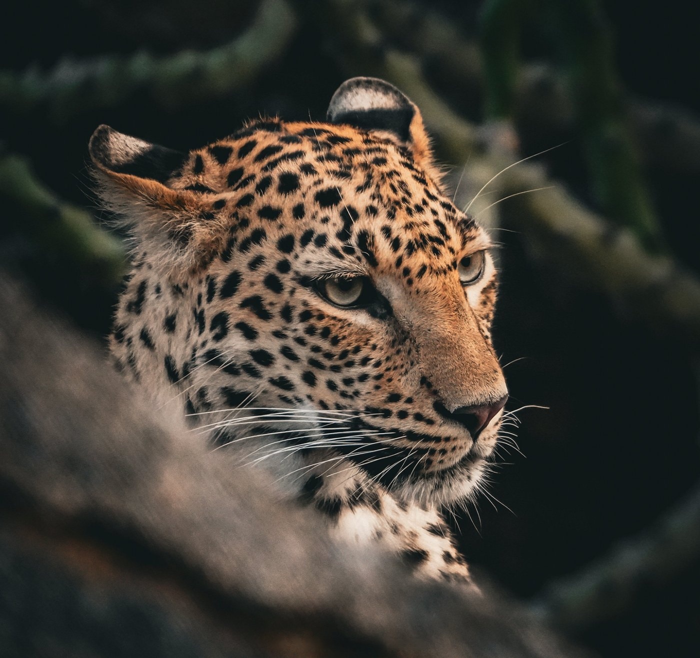 Sunrise & Sunset leopard Safari Combo