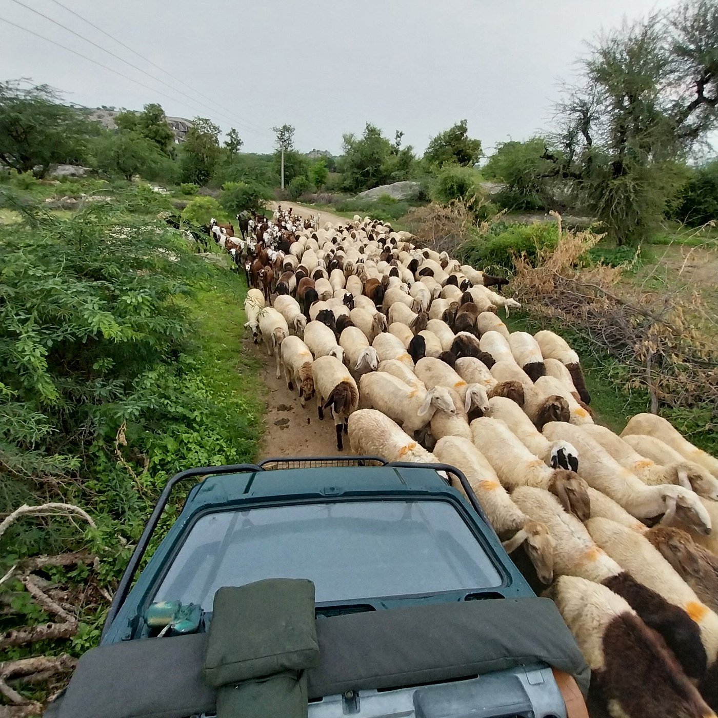 Jawai Village Safari