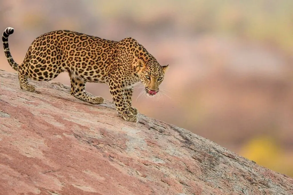 Jawai Leopard Safari