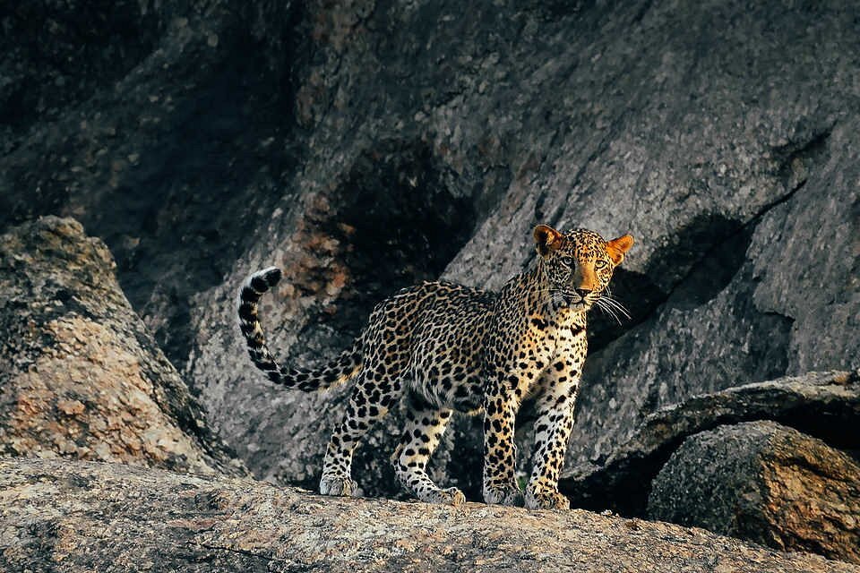 Wild Jawai Leopard